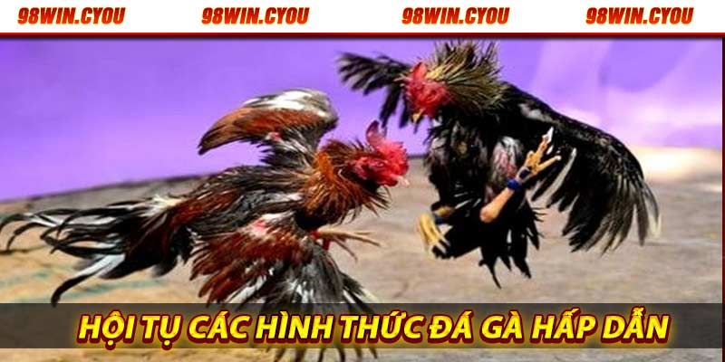 Hội tụ các hình thức đá gà hấp dẫn nhất hiện nay