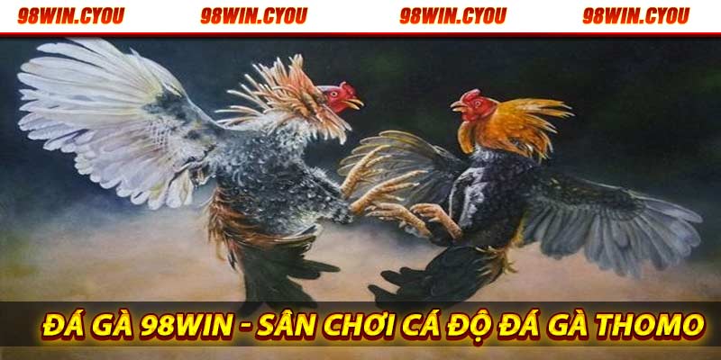 Sân chơi đá gà 98win trực tuyến uy tín